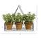 7" Potted Jade Garden Plants in Hanging Wire Planter